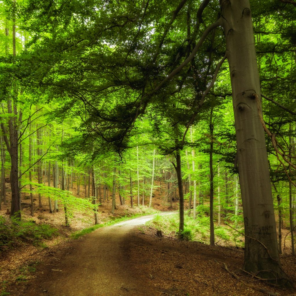 bosque polaco