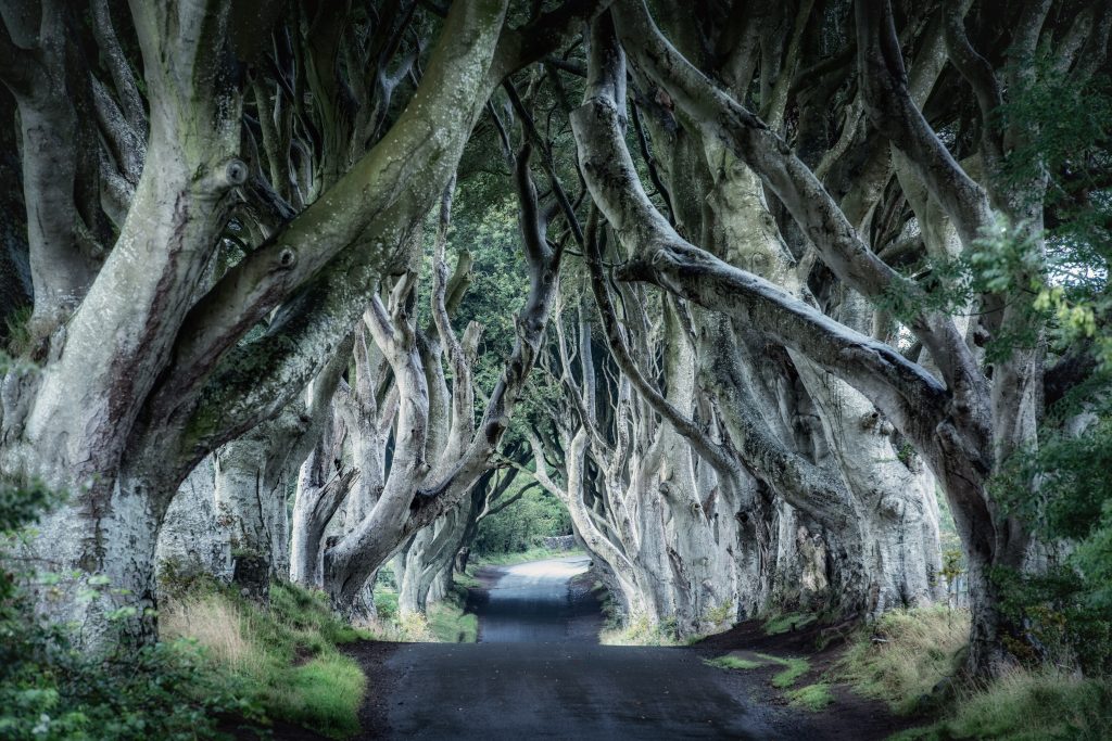 The Dark Hedges